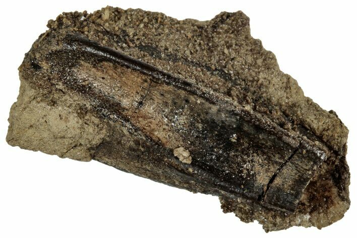 Fossil Hadrosaur (Edmontosaurus) Partial Tooth - Montana #352047